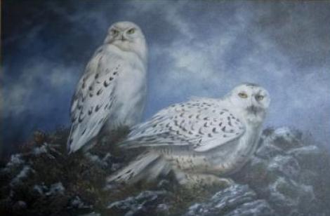 Snowy Owls