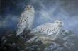 Snowy Owls